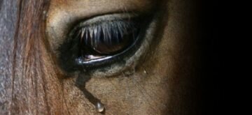 chevaltriste