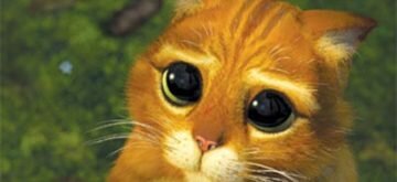 chat-potte