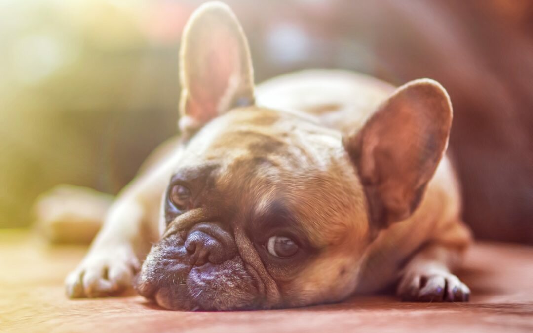 Regrets animaux partis