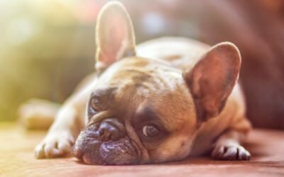 Regrets animaux partis